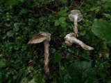 Hygrophorus olivaceoalbus image