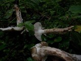 Hygrophorus olivaceoalbus image