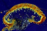 Caloplaca arenaria image