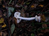 Amanita vaginata var. alba image