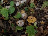 Amanita battarrae image