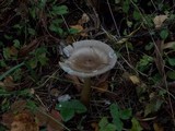 Amanita battarrae image