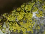 Candelariella efflorescens image