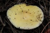 Amanita xylinivolva image