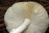 Amanita xylinivolva image