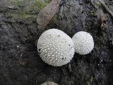 Lycoperdon curtisii image