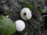 Lycoperdon curtisii image