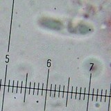 Caloplaca arenaria image
