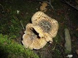 Inocybe corydalina image