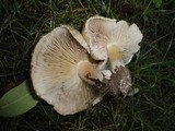 Inocybe corydalina image