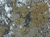 Lecanora mellea image