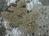 Lecanora mellea image