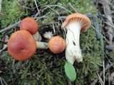 Cuphophyllus pratensis image
