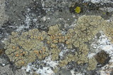 Lecanora mellea image
