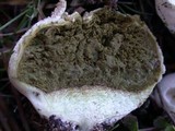 Lycoperdon pratense image
