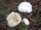 Lycoperdon pratense image