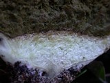 Lycoperdon pratense image