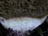 Lycoperdon pratense image