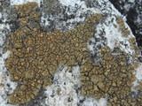Lecanora mellea image