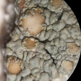 Lecanora mellea image