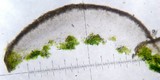Lecanora mellea image