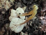 Hygrocybe laeta var. laeta image