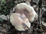 Lactarius mucidus image