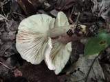 Lactarius mucidus image