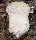 Calvatia craniiformis image