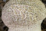 Calvatia craniiformis image