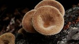 Lentinus strigosus image