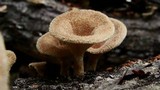Panus neostrigosus image