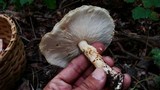 Echinoderma asperum image