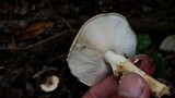Echinoderma asperum image