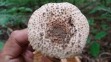 Echinoderma asperum image