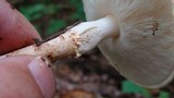 Echinoderma asperum image