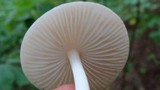 Xerula radicata image