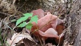 Auricularia angiospermarum image
