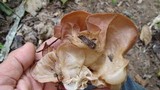 Auricularia angiospermarum image