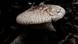 Echinoderma asperum image