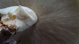 Echinoderma asperum image