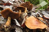 Cortinarius armillatus image