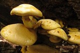 Gymnopilus luteus image