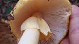 Amanita flavorubens image