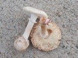Amanita mutabilis image