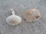 Amanita mutabilis image