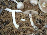 Agaricus placomyces image