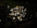 Mycena inclinata image