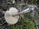 Entoloma violaceum image