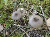 Entoloma violaceum image